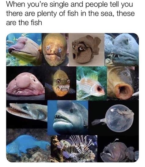 all the fish in the sea dating